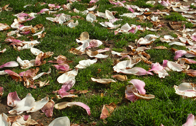 magnolia petals on grass philadelphia blessing your body