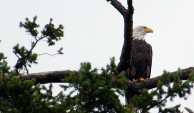 clean your nest bald eagle san juan island
