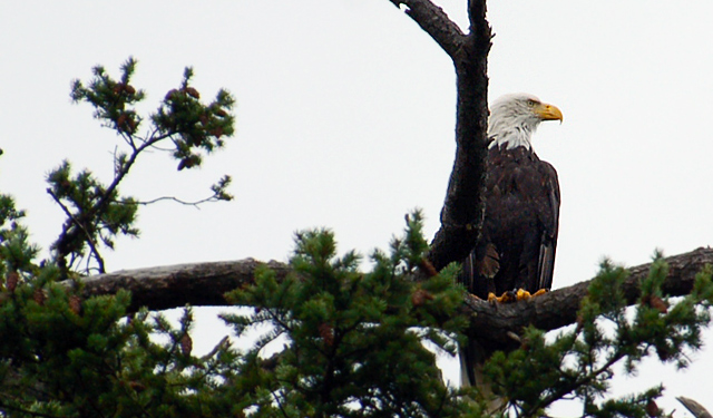 exercise your life clean your nest bald eagle san juan island