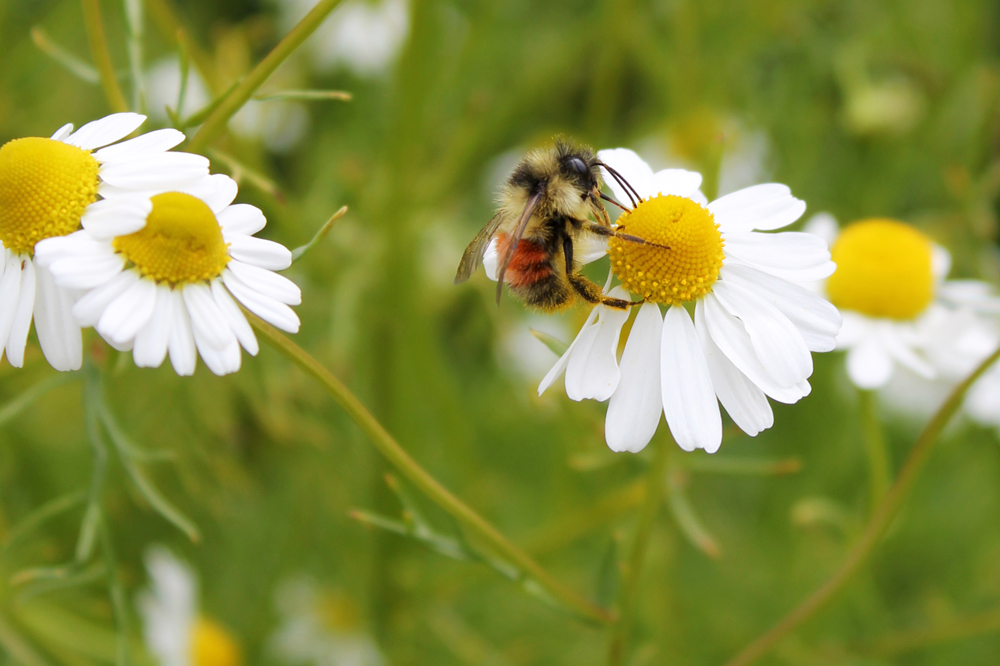 bee on chamomile flower
