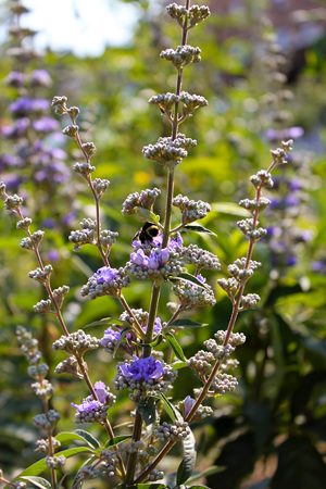 vitex vitux agnus castus flowering herb of the month