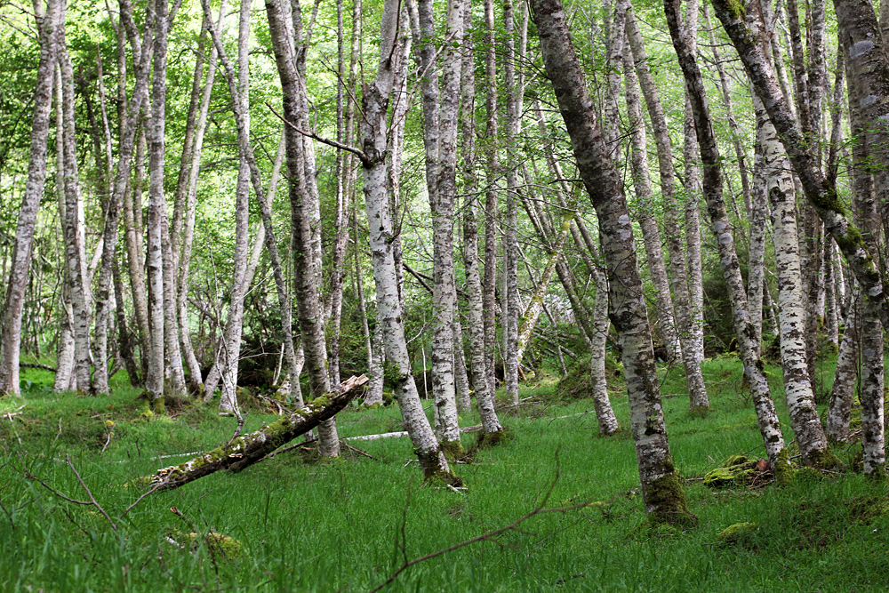 white birch trees in the woods