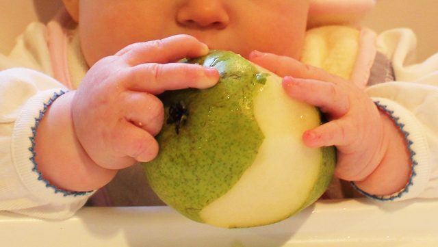 baby holding eating whole pear
