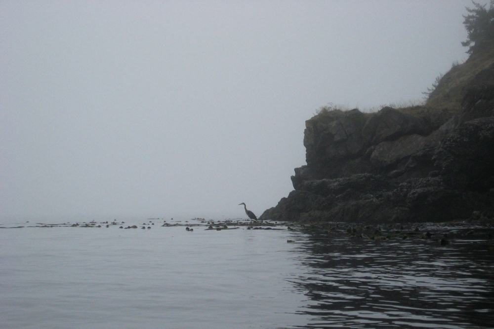 bird over foggy ocean