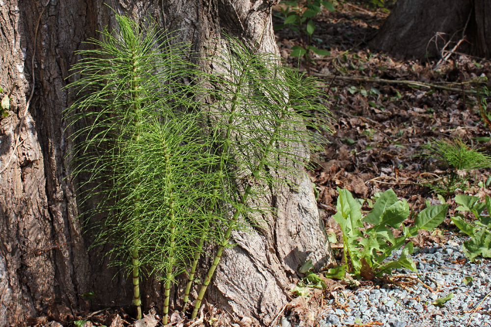 horsetail equisetum arvense herb of the month