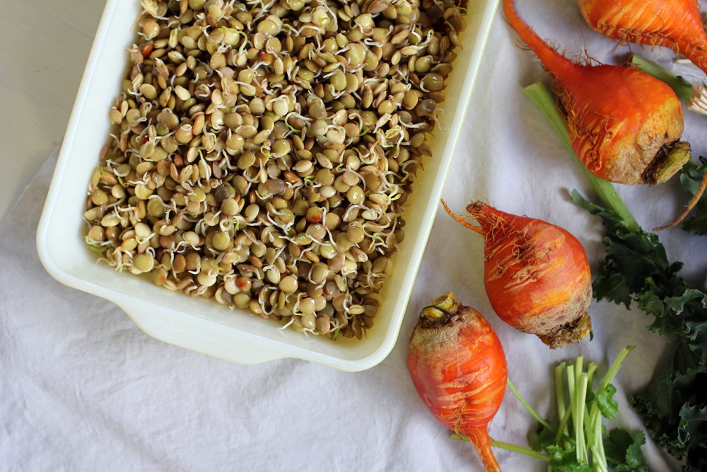 Sprouted Lentil & Yellow Beet Salad