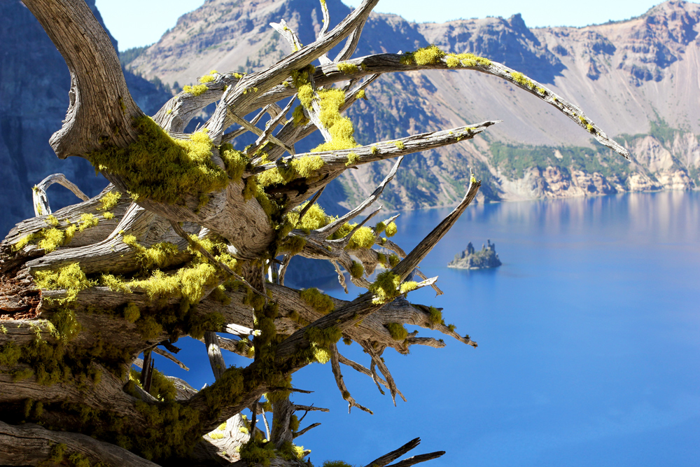 mossy tree roots over Crater Lake