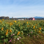 farm field of sunflowers