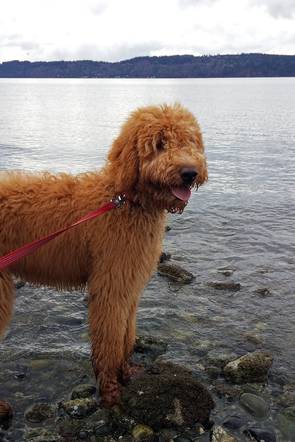 labradoodle in water