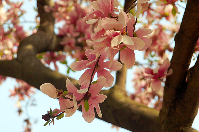 bless your body magnolias philadelphia