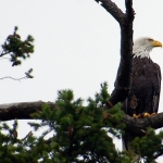 clean your nest bald eagle san juan island