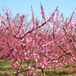 seasonal allergies blossoming trees