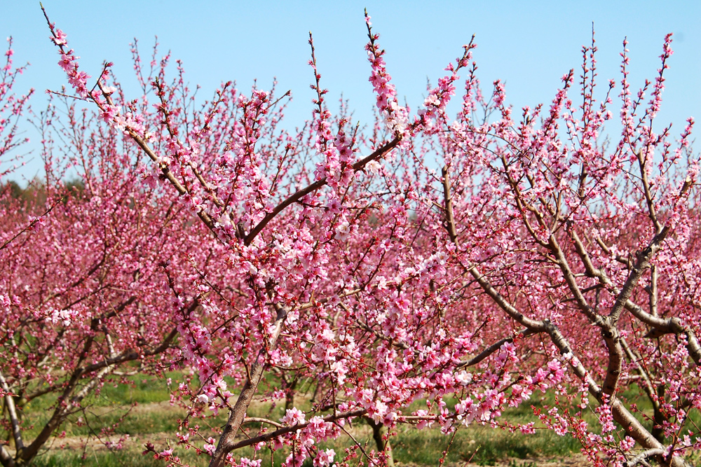 seasonal allergies blossoming trees