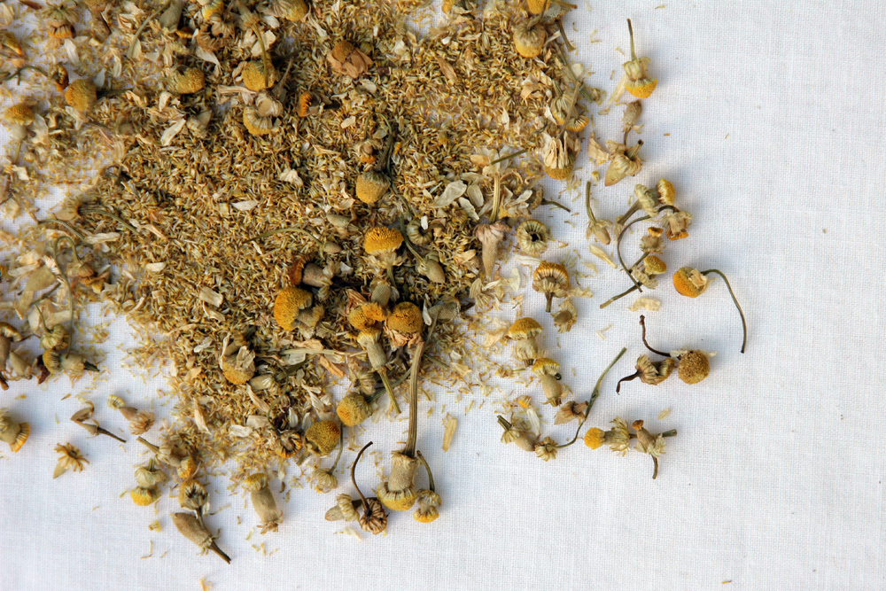 dried chamomile Matricaria recutitia