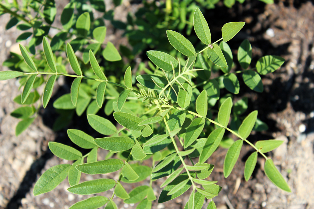 licorice plant Glycyrrhiza glabra