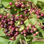 Elderberry Sambucus nigra herb of the month