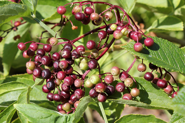 Elderberry Sambucus nigra herb of the month