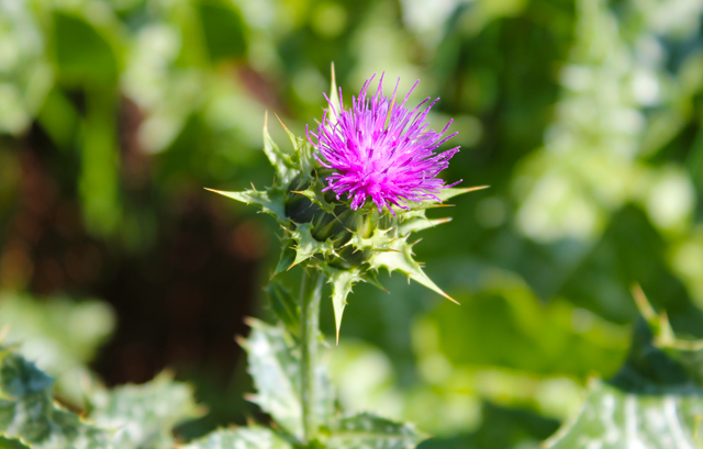 milk thistle flower