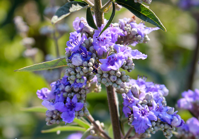 vitex vitux agnus castus flowering herb of the month