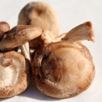 shiitake mushrooms lentinus edoden