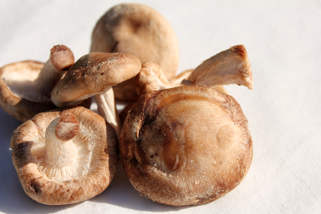 shiitake mushrooms lentinus edoden