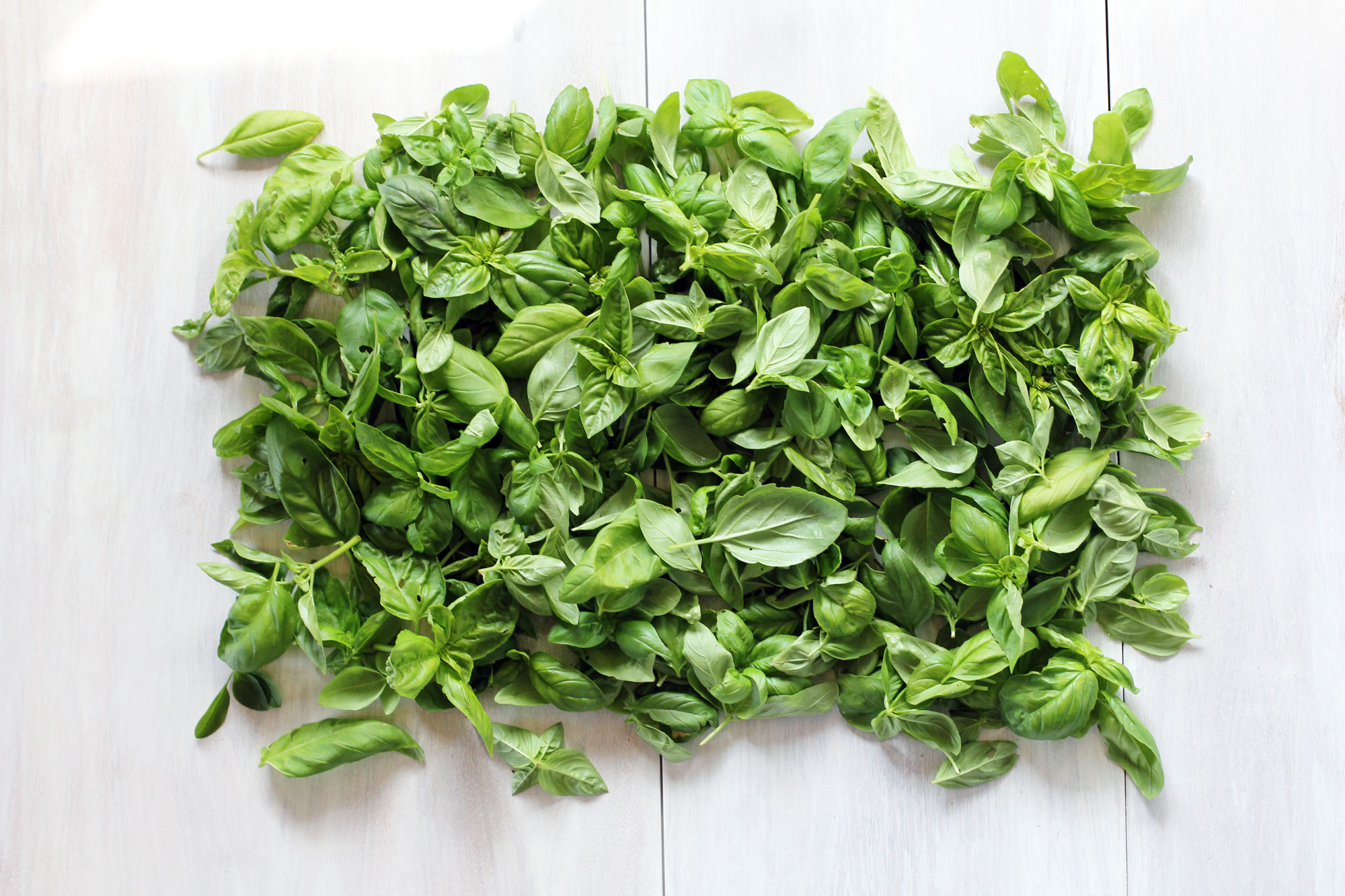 atkins end of summer harvest basil pesto basil leaves