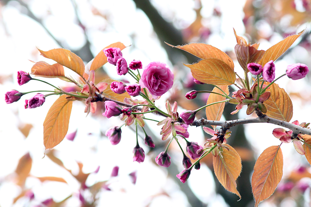 tree flowers budding in spring