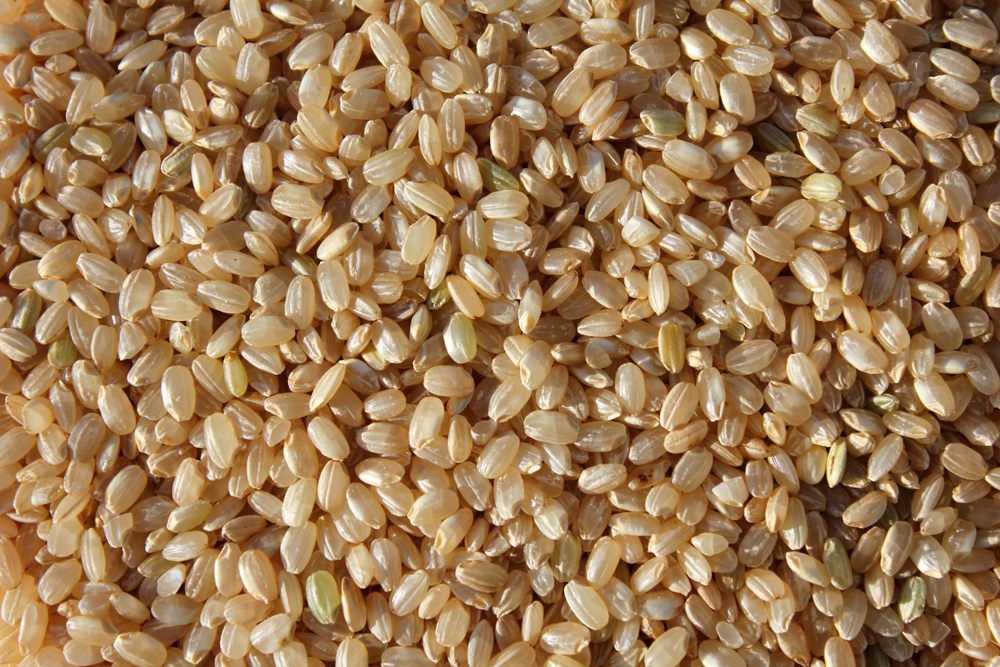 short grain brown rice