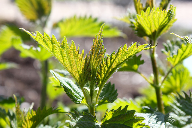 urtica dioca stinging nettles herb of the month