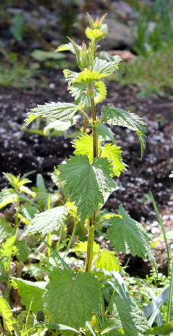 Urtica dioica stinging nettles herb of the month