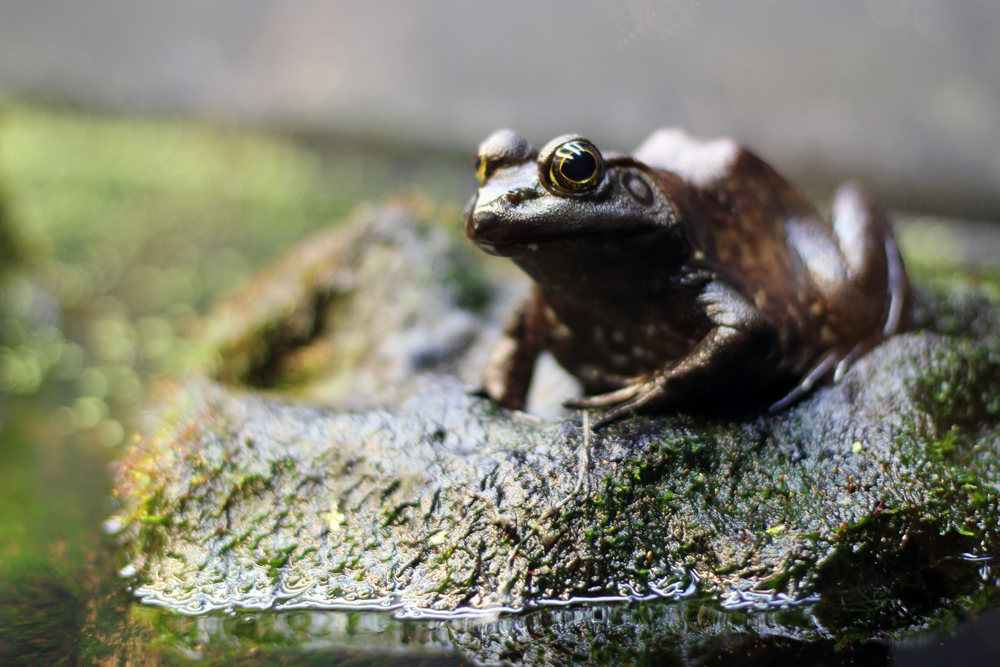 frog on a rock