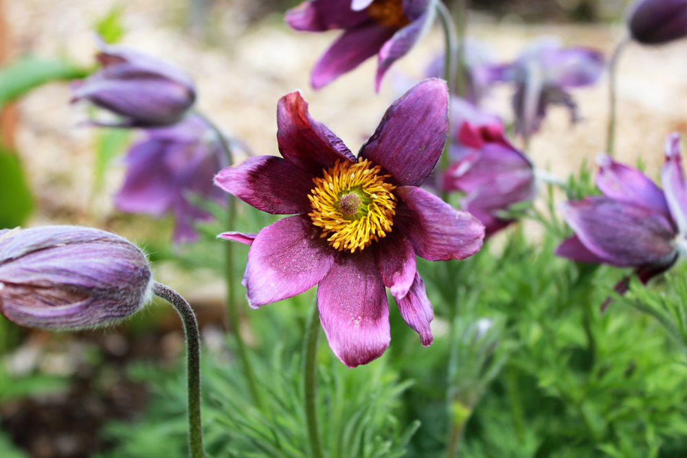 purple flower