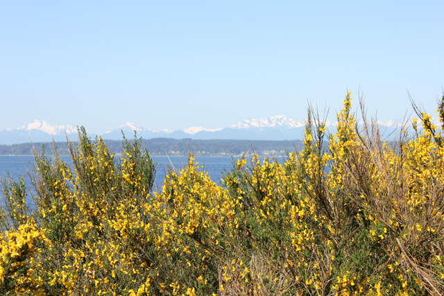 scotch broom herb of the month cytisus scoparius