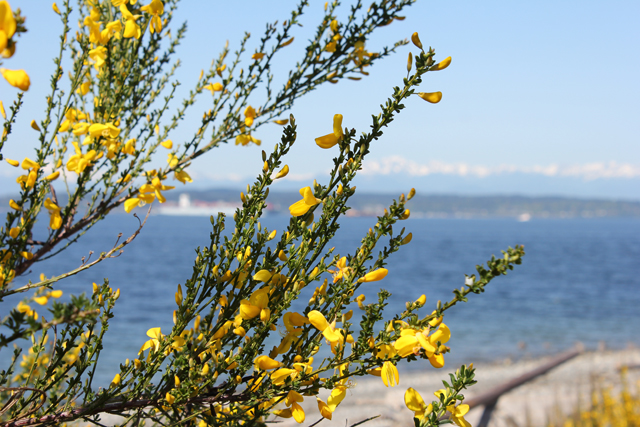 Scotch Broom herb of the month cytisus scoparius