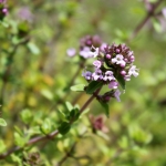 thyme thymus vulgaris herb of the month