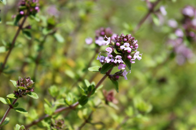 thyme thymus vulgaris herb of the month