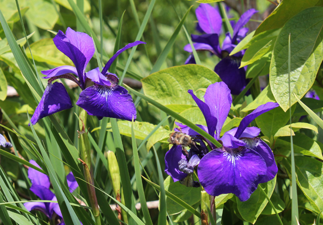 blue flag Iris versicolor herb of the month