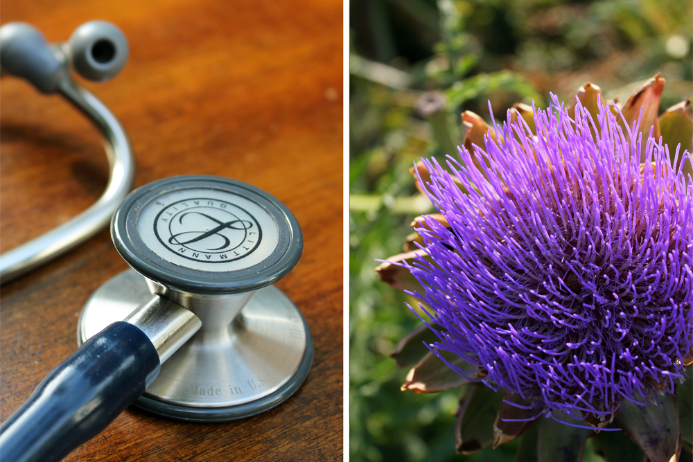 what is an nd stethoscope artichoke herb